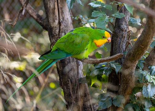 Superb Parrot (Polytelis swainsonii) in Australia