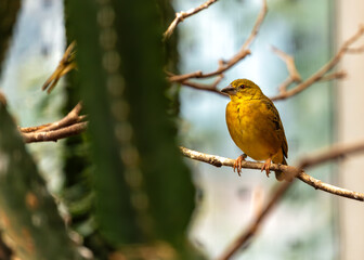 Village Weaver (Ploceus cucullatus) in Sub-Saharan Africa