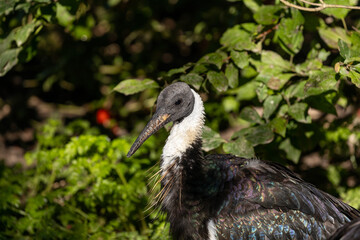 Straw-necked Ibis (Threskiornis spinicollis) in Australia