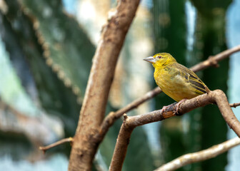 Village Weaver (Ploceus cucullatus) in Sub-Saharan Africa
