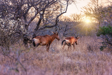 Red hartebeest grazing on the dry grass in the bush next to few acacia trees