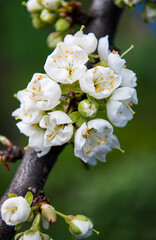 Obraz premium delicate white plum flowers on a green background