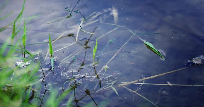 Blue dragonflies mating and laying eggs in lake water, slow motion cinematic shot with selective focus