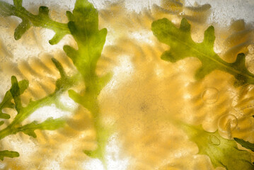 Frozen pasta and Rocket leaves Abstract