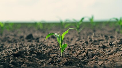 Young small sprout of corn grows on field in fertile soil. Seedlings growing in soil against...