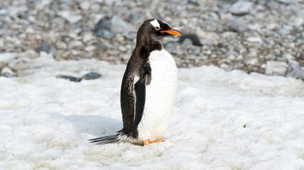 Close up portrait of gentoo penguin  in the snow of Antarctica. 
