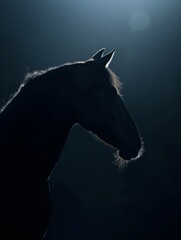 Horse backlight Minimalistic fine art animal in clean setting