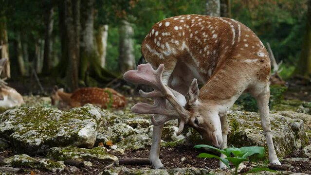 Fallow deer in natural environment. Male and female in the background. Deer Dama dama. Vision Park in Auberive region, France. Slow motion