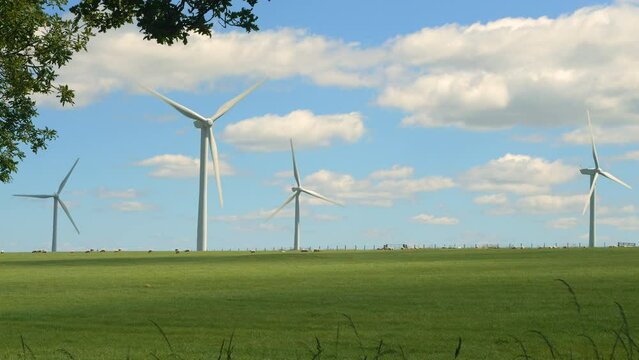View from under the tree of grazing sheep and spinning windmills on a windy and sunny summer day. Modernized English countryside, where the power of wind is harnessed to generate electric energy.