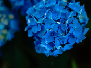 blue hydrangea flower