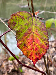 Autumn Blackberry Leaf 02