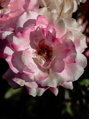 pink rose flower