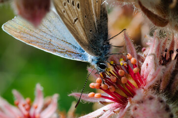 close-up of butterfly on a flower
