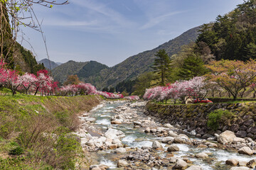 長野県阿智村　花桃の里に咲く満開の花桃
