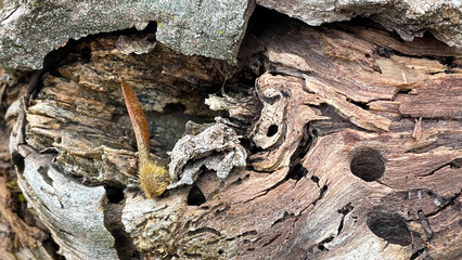 Driftwood Abstract 02