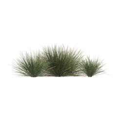 Triodia scariosa, porcupine grass, spinifex, bushes, shrubs, evergreen, small tree, bush, tree, big tree, light for daylight, easy to use, 3d render, isolated