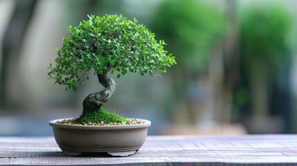 Beautiful bonsai tree in pot on wooden table indoors