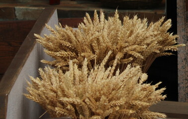 Yellow ears of wheat at an agricultural exhibition. Decorations.