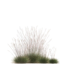 Triodia scariosa, porcupine grass, spinifex, bushes, shrubs, evergreen, small tree, bush, tree, big...