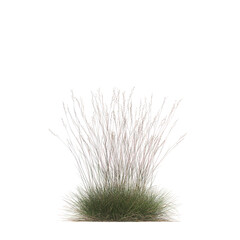 Triodia scariosa, porcupine grass, spinifex, bushes, shrubs, evergreen, small tree, bush, tree, big tree, light for daylight, easy to use, 3d render, isolated