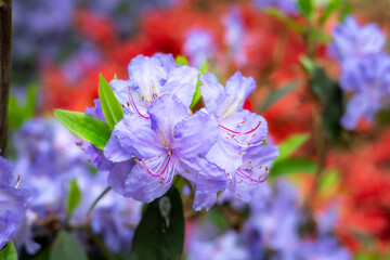 Purple blue azaleas in spring, close up