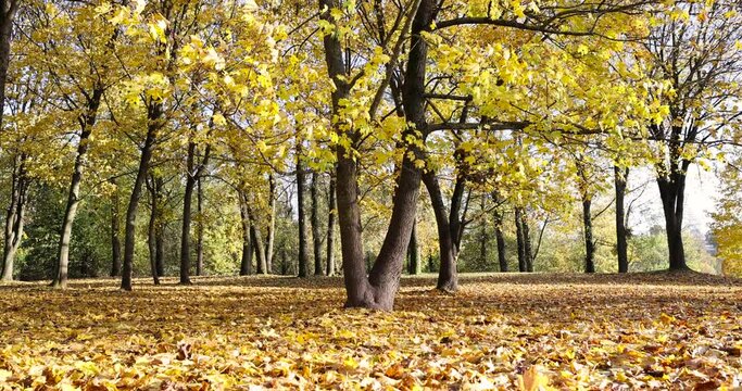 autumn park with colorful maple trees in sunny weather, beautiful yellow leaves on maples in the autumn season