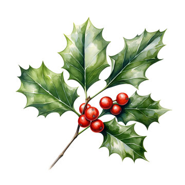 holly leaves with berries