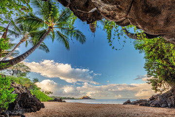 Tropical Hawaii beach palm trees