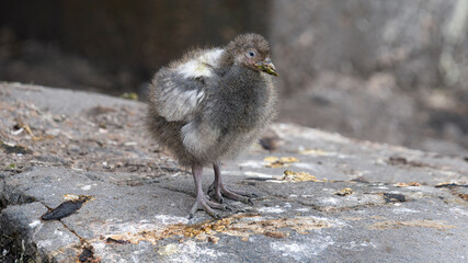 Sheathbill chick bird, Antarctic Peninsula. Polar regions. 