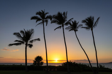 A stunning sunset between palm trees in Hawaii