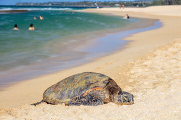 Turtle resting on a beach in Hawaii