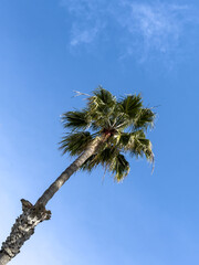 palm tree against blue sky