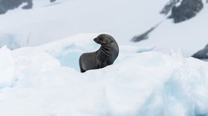 Young bull of Antarctic Fur Seal on ice floe in Antarctica