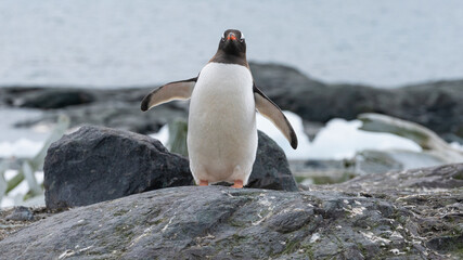 Gentoo Penguin, coming ashore and walking along a beach. Antarctic Peninsula.