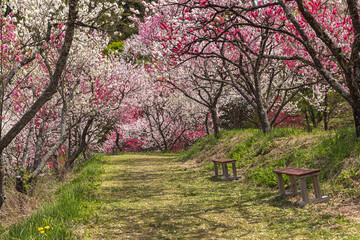 長野県阿智村　花桃の里に咲く満開の花桃
