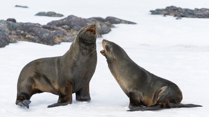 Antarctic fur seals fighting on the beach at Half Moon Island, Antarctica.