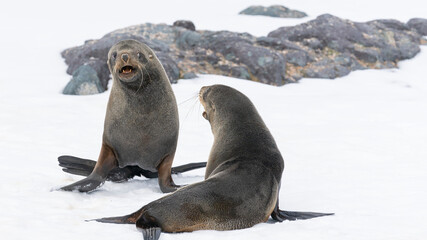 Antarctic fur seals fighting on the beach at Half Moon Island, Antarctica. - obrazy, fototapety, plakaty