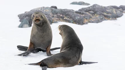 Zelfklevend Fotobehang Antarctic fur seals fighting on the beach at Half Moon Island, Antarctica. © Иван Грабилин