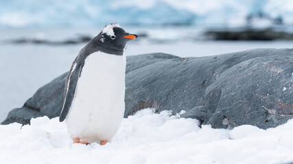 Young Gentoo penguins standing on a snow on the Antarctic Peninsula.