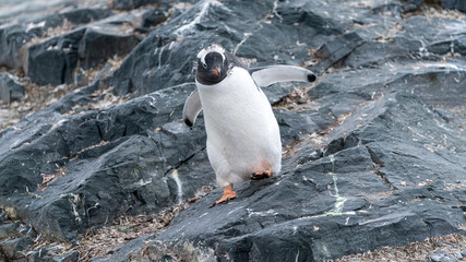 Gentoo Penguin, coming ashore and walking along a beach. Antarctic Peninsula.