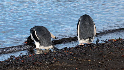 Two Gentoo penguin at volcanic black sand beach drinking water, Antarctica. 