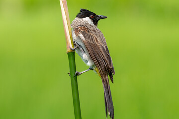 The sooty-headed bulbul (Pycnonotus aurigaster) Burung Kutilang atau Burung Cangkurileung, animal closeup