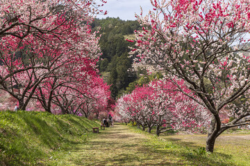 長野県阿智村　花桃の里に咲く満開の花桃
