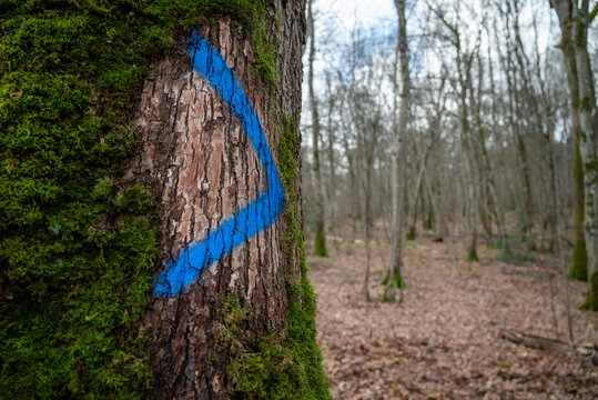 arbre marqué de peinture bleu pour coupe d'élagage