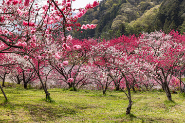Fototapeta premium 長野県阿智村 花桃の里に咲く満開の花桃 