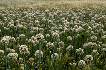 Field of Allium (Allium giganteum) blooming with perfect details.