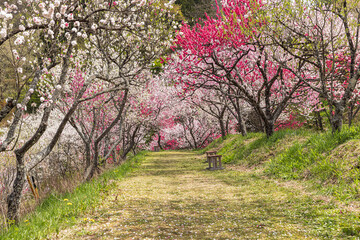 Fototapeta premium 長野県阿智村 花桃の里に咲く満開の花桃 