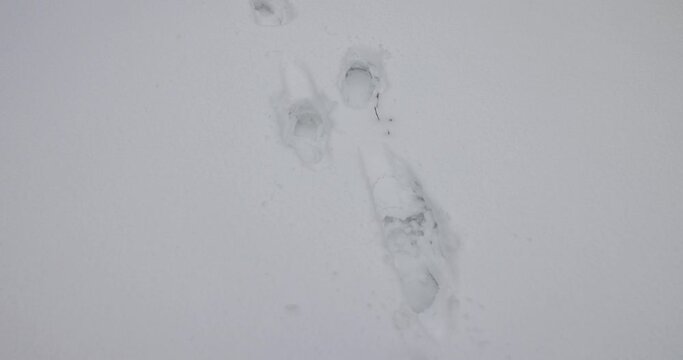 footprints of a man in the snow during a snowstorm, a path from a man in white snow in winter
