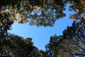 秋の風景　紅葉の木