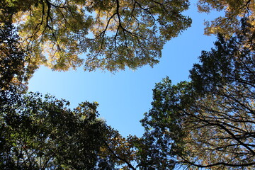 秋の風景　紅葉の木